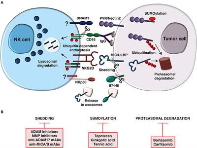 Post-translational Mechanisms Regulating NK Cell Activating Receptors and Their Ligands in Cancer: Potential Targets for Therapeutic Intervention